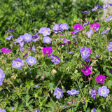 Kit de vivaces couvre-sol en mélange - H 15-25 cm, pot Ø11 cm - photo 5