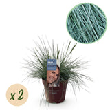 Fétuque bleue Intense Blue - H 50 cm, pot Ø17 cm