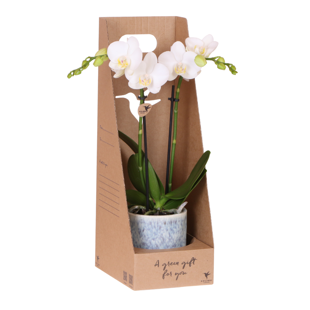 Orchidée Phalaenopsis blanche Mineral Amabilis - cache-pot Sky et boîte cadeau - H 40 cm, pot Ø9 cm