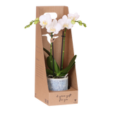 Orchidée Phalaenopsis blanche Mineral Amabilis - cache-pot Sky et boîte cadeau - H 40 cm, pot Ø9 cm
