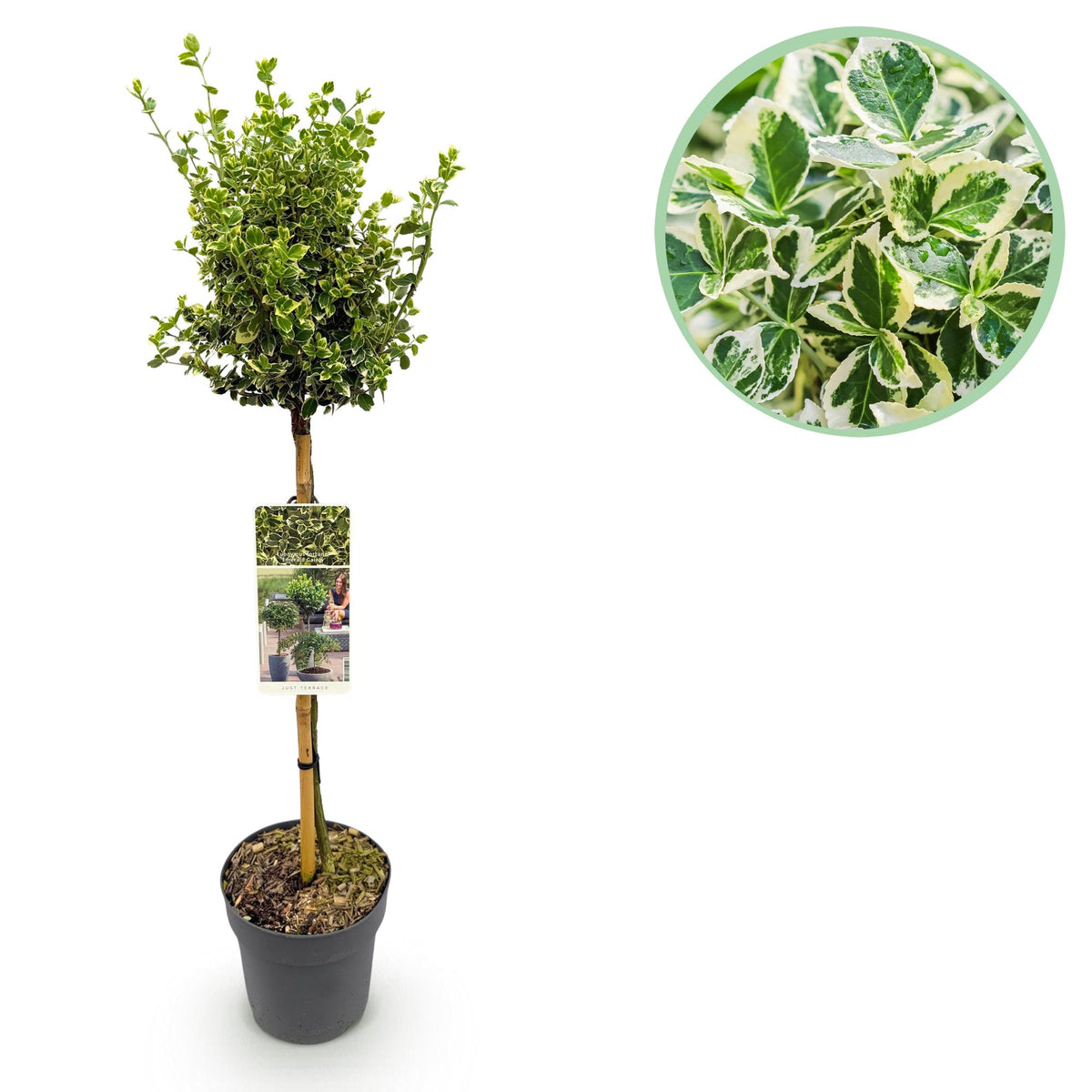 Green boutiQ - Gartenpflanze - Kriechspindel Emerald Gaiety - Stammbaum - Terrassenpflanze - Immergrün - Pflegeleicht - Topf 19cm Höhe 90cm