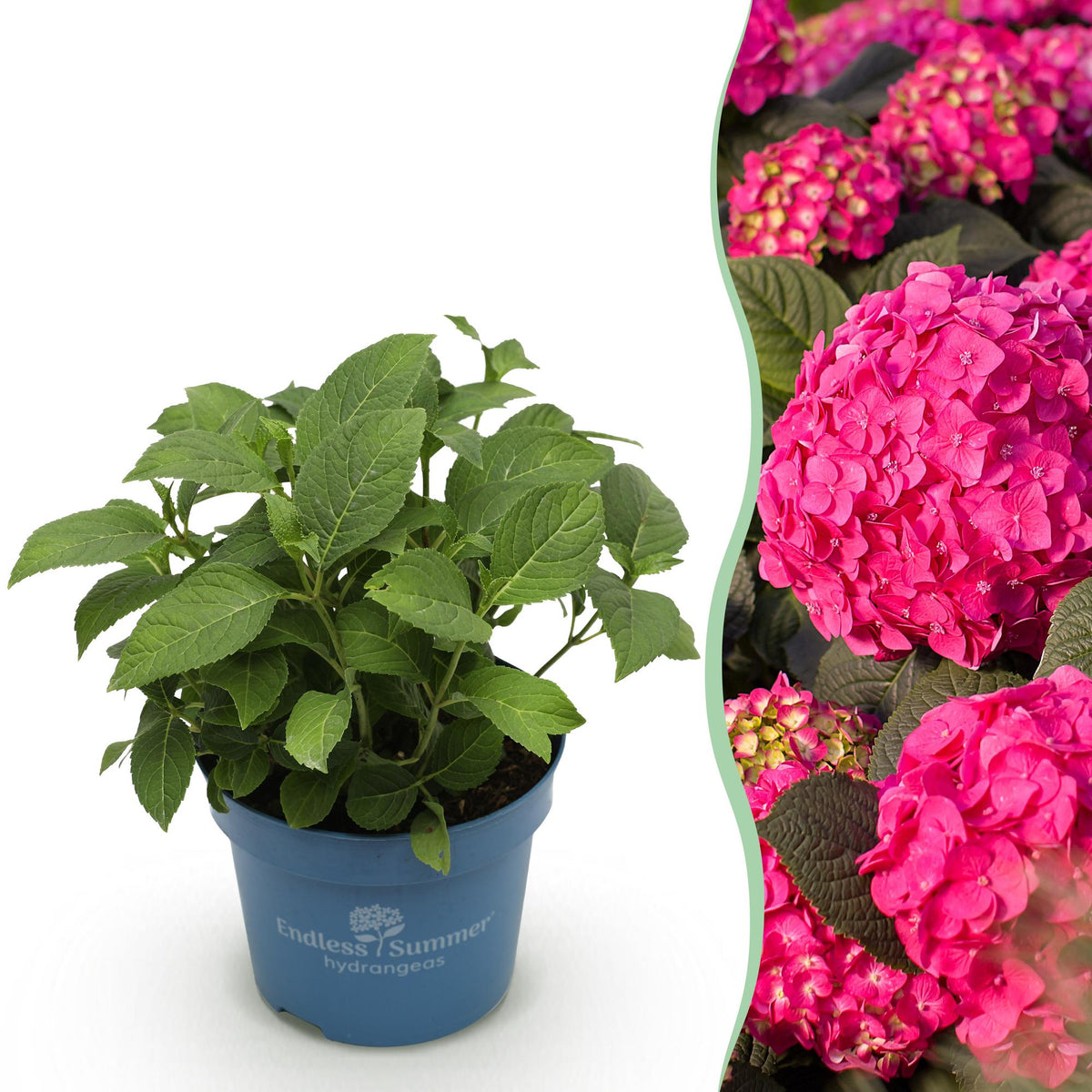 Green boutiQ - Gartenpflanze - Hortensie Endles Summer Summer Love Red - Winterhart - Rot - 1 Pflanze - Topf 14cm - Höhe 20-25cm