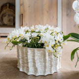Orchidées Phalaenopsis blanches Botanic Nazare en coupe Oyster - bouquet de 3 - H 30 cm, pots Ø9 cm