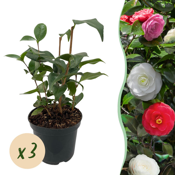Green boutiQ - Sträucher - Camelia japonica Tricolour - Blüte Rosa, Weiß und Rot - 3 Pflanzen - 1 m2 - Immergrün - Topf 15cm Höhe 30cm