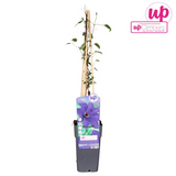 Waldrebe The President - Clematis violett - Ø15cm - ↕65cm
