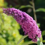 Green boutiQ - Gartenpflanze - Buddleja davidii Pink Delight - Schmetterlingsstrauch - Winterhart - Rosa - 3 Pflanzen - Topf 17cm - Höhe 45cm