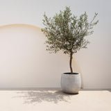 Green boutiQ - Gartenpflanze - Olea Europaea - Hochstamm - Terrassenpflanze - Immergrün - Pflegeleicht - Topf 19cm Höhe 90cm