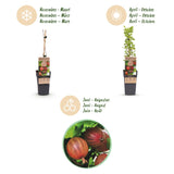 Groseillier à maquereau rouge Hinnonmäki Röd - Ribes uva-crispa - 2 plants - H 50 cm, pot Ø15 cm