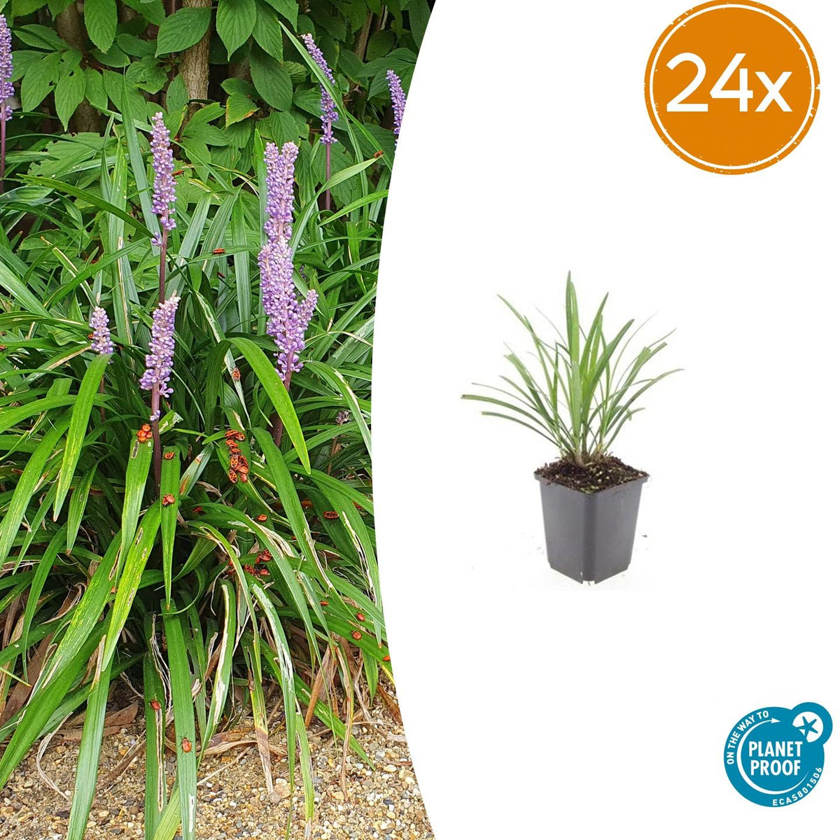 Liriope Ingwersen en godet - Liriope muscari - H 10-25 cm, pot Ø9 cm - photo 7