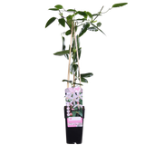 Clematis armandii Apple Blossom - Immergrüne Clematis Hellrosa - Ø15cm - ↕65cm