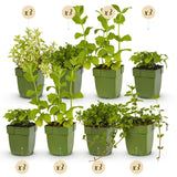 Green boutiQ - Staudenbeet-Paket - Teekräuter - 24 Stauden - 3 m2 - Verschiedene Farben - Wenig Pflege - Topf 11cm