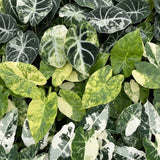Baby Alocasia Tricolour Variegata avec cache-pots Linnea miel - lot de 3 mini plantes