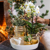Orchidée Phalaenopsis blanche Mineral Amabilis et 2 succulentes - coffret Allure Shiny or - pot Ø9 cm