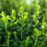 Green boutiQ - Buxus-Hecke - BetterBuxus Babylon Beauty - Resistent gegen Buchsbaumkrankheiten - 4 Pflanzen - 1 lfm - Topf 19 cm Höhe 50-55
