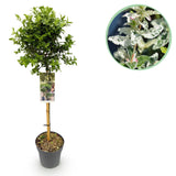 Green boutiQ - Gartenpflanze - Kriechspindel Harlequin - Stammform - Terrassenpflanze - Immergrün - Pflegeleicht - Topf 19cm Höhe 90cm