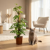 Green boutiQ - Zimmerpflanze - Mini Monstera - Monstera Minima am Moosstab - Grün - Pflegeleicht - 1 Pflanze - Topf 19cm - Höhe 90cm