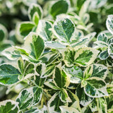 Green boutiQ - Gartenpflanze - Kriechspindel Emerald Gaiety - Stammbaum - Terrassenpflanze - Immergrün - Pflegeleicht - Topf 19cm Höhe 90cm