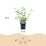 Green boutiQ - Gartenpflanze - Buddleja davidii Pink Delight - Schmetterlingsstrauch - Winterhart - Rosa - 3 Pflanzen - Topf 17cm - Höhe 45cm