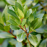 Green boutiQ - Gartenpflanze - Laurus nobilis - Stammbaum - Terrassenpflanze - Immergrün - Pflegeleicht - Topf 19cm Höhe 90cm