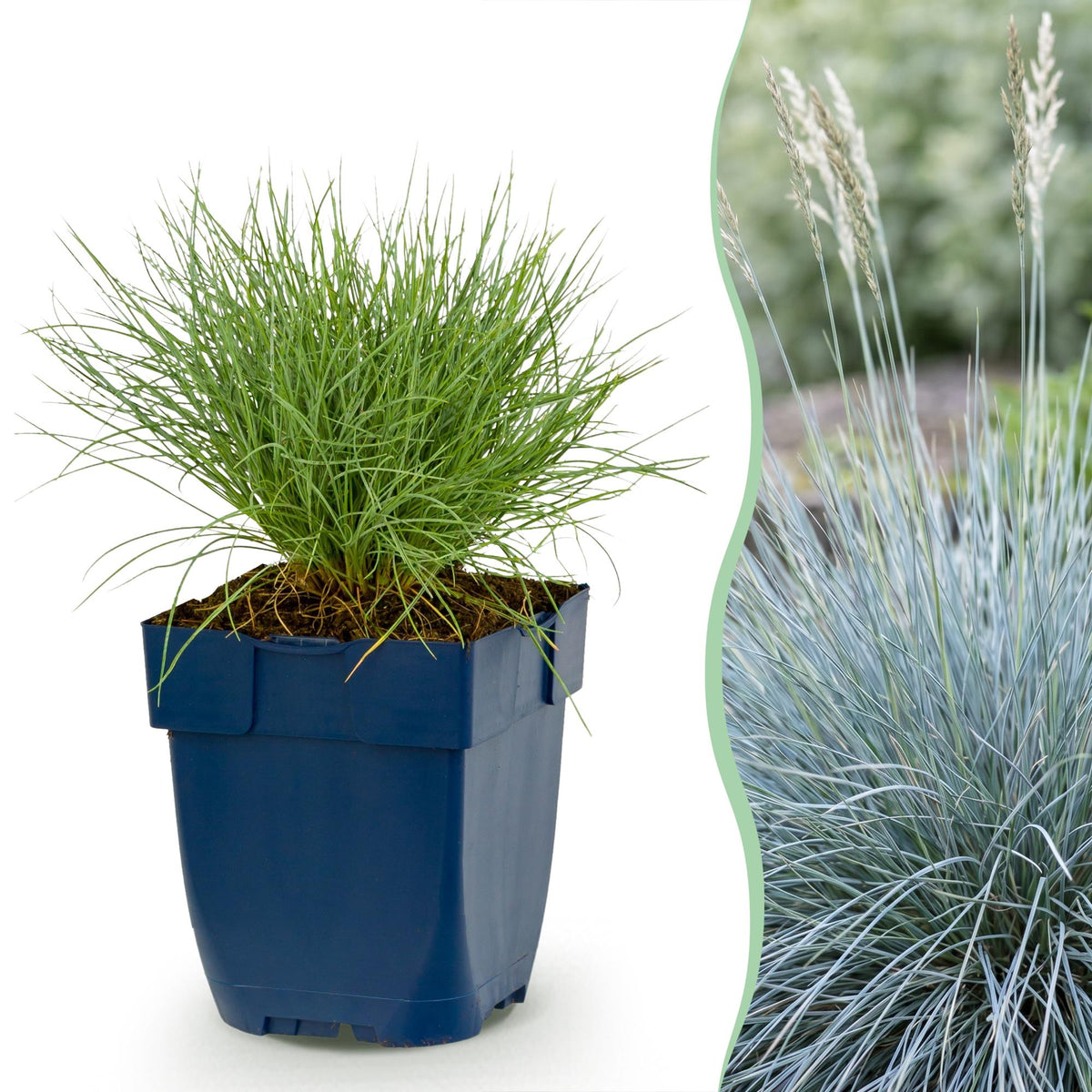 Fétuque bleue - H 15-25 cm, pot Ø11 cm