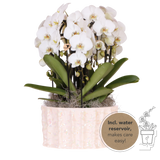 Orchidées Phalaenopsis blanches Niagara Fall en coupe Oyster - bouquet de 3 - H 50 cm, pots Ø12 cm