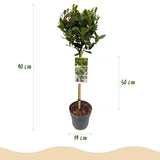 Green boutiQ - Gartenpflanze - Laurus nobilis - Stammbaum - Terrassenpflanze - Immergrün - Pflegeleicht - Topf 19cm Höhe 90cm