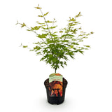 Green boutiQ - Terrasplant - Japanischer Ahorn - Acer palmatum Orange Dream - Orange - 1 Pflanze - Laubabwerfend - Topf 19cm Höhe 70cm