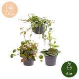 Baby Peperomia - Hope, Pepperspot et prostrata - lot de 3