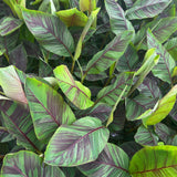 Green boutiQ - Obstpflanze - Japanische Faserbanane - Musa Ever Red - Winterhart - Topf 21cm Höhe 90cm