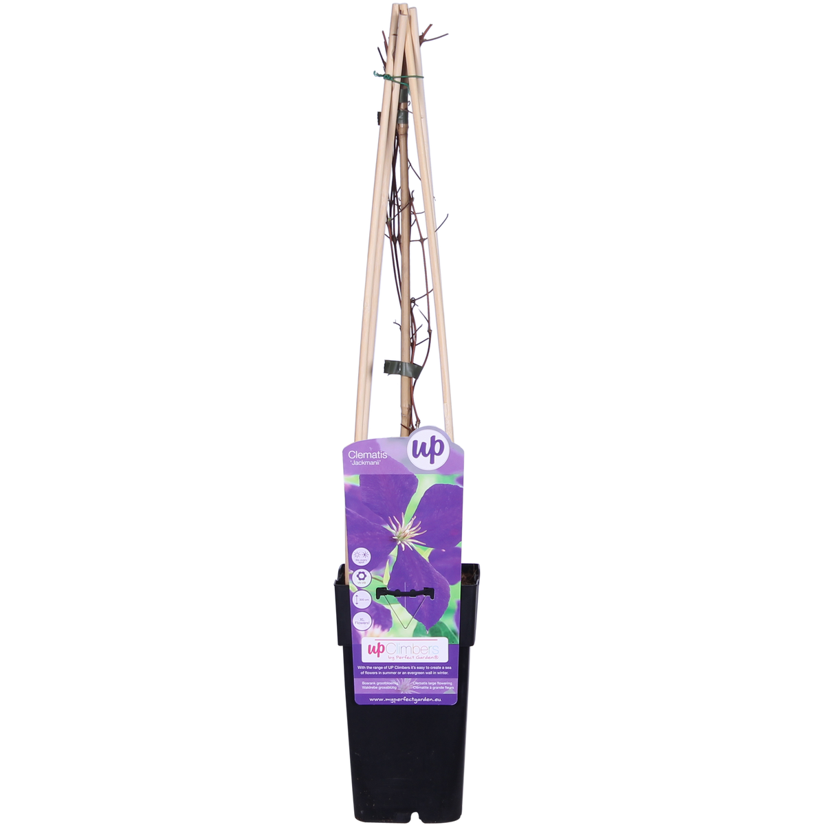 Waldrebe Jackmanii - Ø15cm - ↕65cm