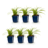 Laîche du Japon Ice Dance - Carex morrowii - photo 2