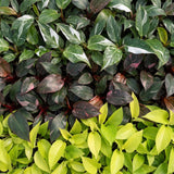 Baby Philodendron avec cache-pots Linnea olive - Pink Princess, White Princess et Neon - lot de 3