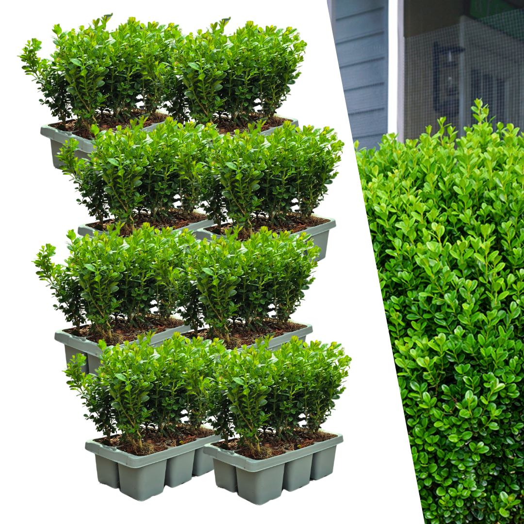 8 x 6er-Pack Buxus NewGen Freedom – Winterharte Immergrüne Sträucher 48 x Ø7 cm - ↕15 cm | Kompakter Buchsbaum