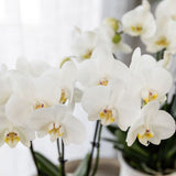 Orchidée Phalaenopsis blanche Mineral Amabilis et succulente - coffret Allure Shiny argent - pot Ø9 cm