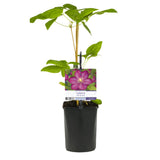 Green boutiQ - Kletterpflanze - Clematis Ville de Lyon - Blüte Rosa - Pflegeleicht - 2 Pflanzen - Topf 11cm Höhe 40cm