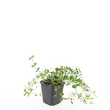Petite pervenche Gertrude Jekyll en godet - Vinca minor - H 10-25 cm, pot Ø9 cm - photo 2