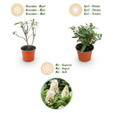 Green boutiQ - Gartenpflanze - Buddleja davidii Butterfly Candy Little White - Schmetterlingsflieder - Kompakt - Weiß - 1 Pflanze - Topf 12cm - Höhe 20-25cm