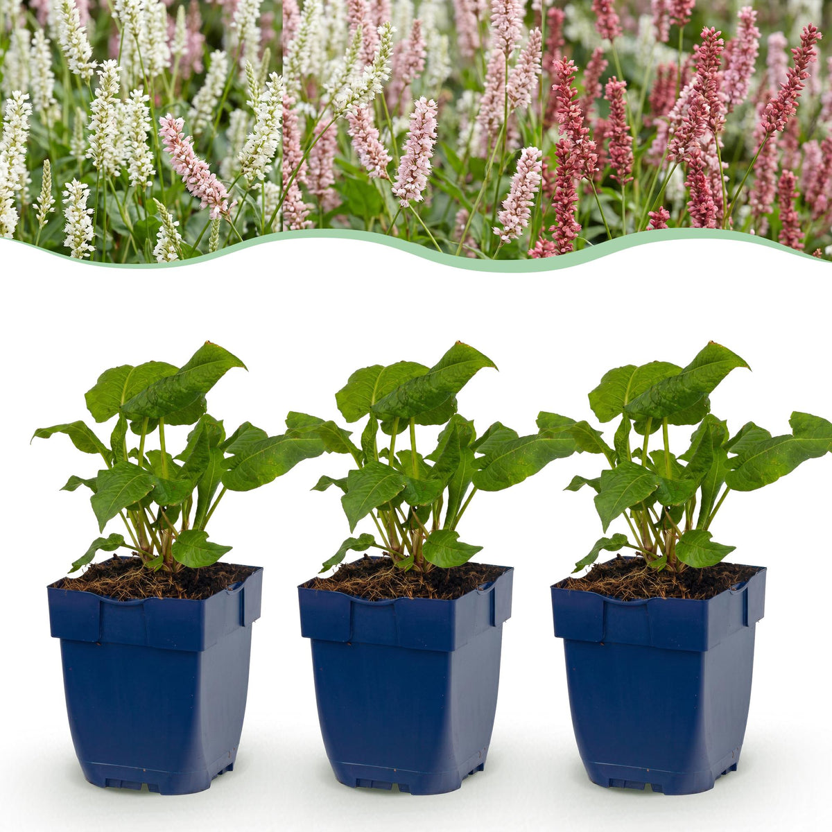 Persicaires en mélange - H 15-25 cm, pot Ø11 cm - photo 11