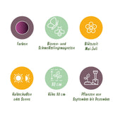 Green boutiQ - Blumenzwiebeln - Allium Miami - Farbe Lila - 15 Stück - Zwiebelgröße 10/11 - XXL Pack