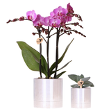 Kolibri Company | Pflanzenset Disco | Violette Wiener Orchidee Ø9cm + Sukkulente inkl. dekorativer Keramiktöpfe