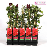 Waldrebe Hagley Hybrid - Waldrebe Rot - Ø15cm - ↕65cm