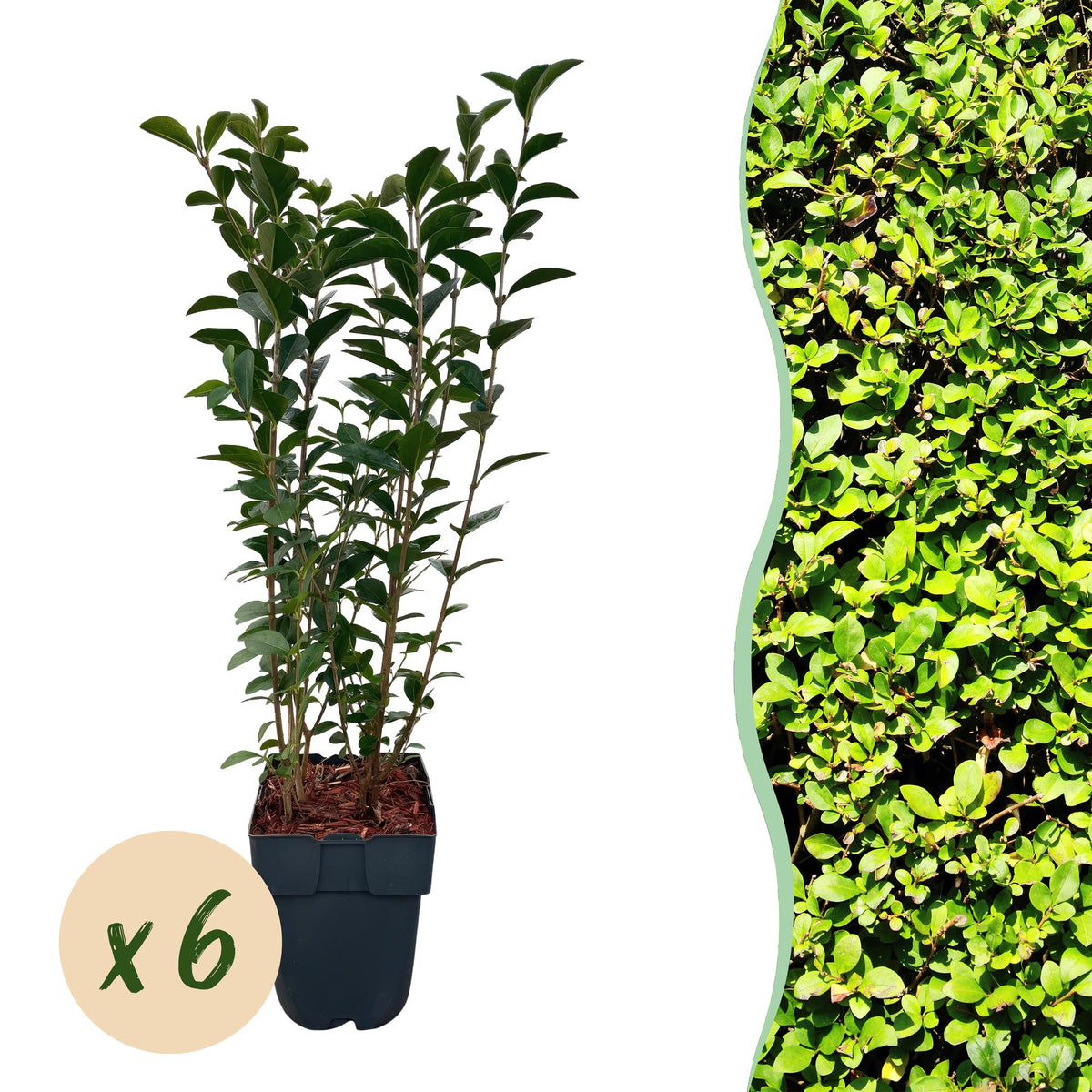 Green boutiQ - Heckenpflanzen - Ligustrum ovalifolium - grüne Blätter - 6 Pflanzen - 1 laufender Meter - immergrün - Topf 17cm Höhe 55cm