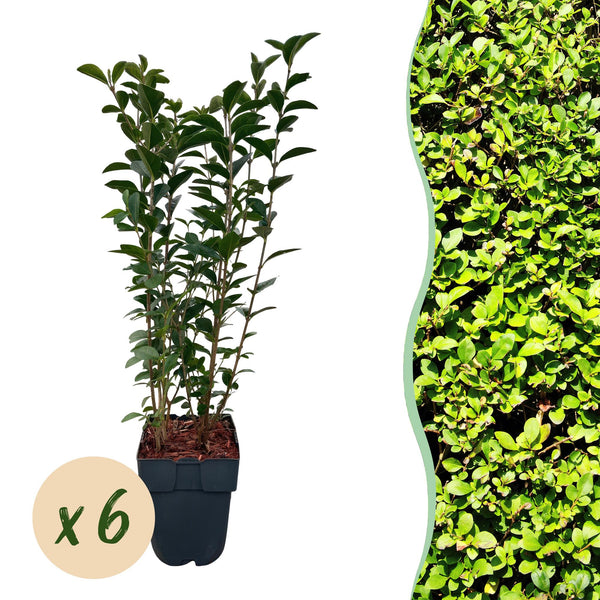 Green boutiQ - Heckenpflanzen - Ligustrum ovalifolium - grüne Blätter - 6 Pflanzen - 1 laufender Meter - immergrün - Topf 17cm Höhe 55cm