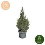 Épicéa bleu nain Sander's Blue - Picea glauca - H 60 cm, pot Ø23 cm - photo 5