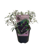 Green boutiQ - Sommerflieder - Buddleja davidii Black Night - Lila Blüten - 1 Pflanze - Laubabwerfend - Schmetterlingsanziehend - Topf 17cm Höhe 25cm