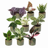 Baby plantes surprise avec cache-pots Linnea vert olive - lot de 3 à 12 mini plantes - pot Ø6 cm - photo 2