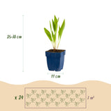 Green boutiQ - Staudenbeet-Set - Bienen- und schmetterlingsfreundlich - 24 Stauden - 3 m² - Verschiedene Farben - Pflegeleicht - Topf 11 cm