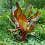Green boutiQ - Fruitplant - Bananenpflanze - Ensete ventricosum Maurelli - Winterhart - 4 Pflanzen - Topf 12cm Höhe 30cm