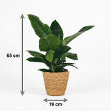 Green boutiQ - Zimmerpflanze - Philodendron - Philodendron Imperial Green - Grün - Pflegeleicht - 1 Pflanze - mit Korb - Topf 19cm - Höhe 65cm
