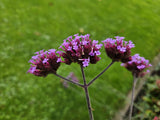 Verveine de Buenos Aires Lollipop en godet - Verbena bonariensis - H 10-25 cm, pot Ø9 cm - photo 6